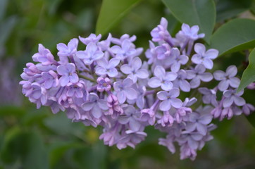 Branch with spring blossoms lilac flowers, blooming floral background.