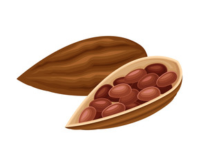 Cocoa Beans in Open Pod as Aromatic Chocolate Ingredient Vector Illustration