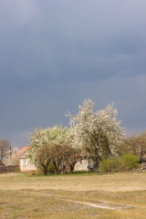 Rural landscape with houses and flowering trees on a background of gloomy stormy sky. Spring