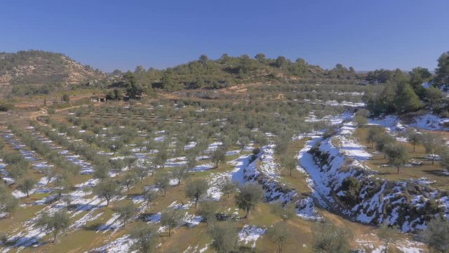 AERIAL DRONE SHOT OF OLIVE TREES IN WINTER WITH SNOWED TERRAIN 