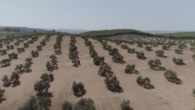 AERIAL DRONE SHOT OVER OLIVE TREES ARID FIELDS