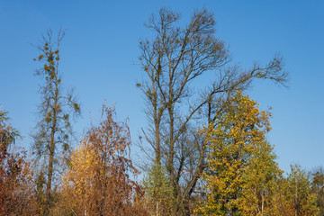 Fototapeta premium Autumn trees on blue sky background on a sunny day