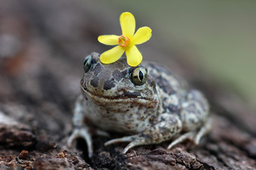 a frog with a spring flower on a natural blurred background