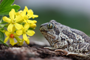 frog with expressive eyes on a background with yellow flowers