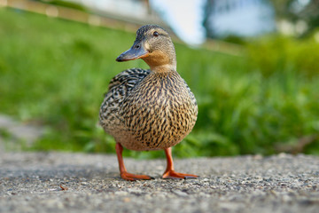 Nahaufnahme von einer Stockente