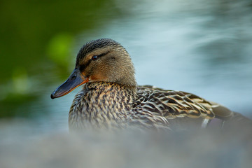 Nahaufnahme von einer Stockente