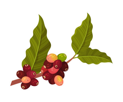 Branch of Coffea Plant with Ripe Edible Fruits and Green Leaves Vector Illustration