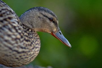 Nahaufnahme von einer Stockente