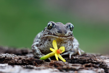 funny image of a frog with a flower and expressive eyes on a blurred natural background