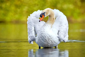 Schwan auf einem See