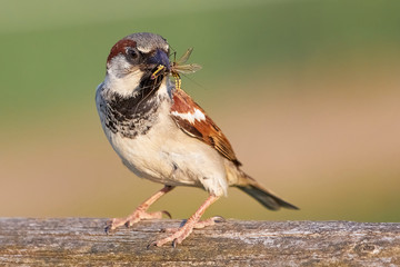 Haussperling mit Beute