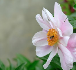 Fototapeta premium 아름다운 모란꽃