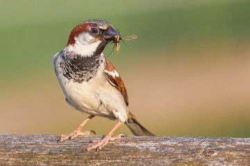 Fototapeta premium Haussperling mit Beute