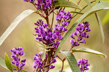 Native Purple Flowers
