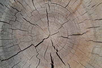 Annual rings and cracks on a tree cut