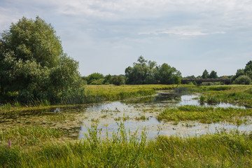 View of a picturesque landscape with a river. Landscape overlooking the riverbed. Overgrown shores	