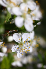 blooming fruit trees in a spring garden with a blurred
