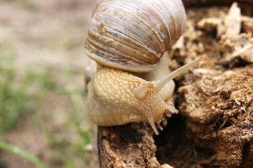 An ordinary in shell garden snail crawling on a stump.