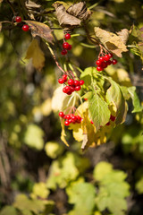 viburnum fruits hang on a tree on a sunny autumn day, selective focus