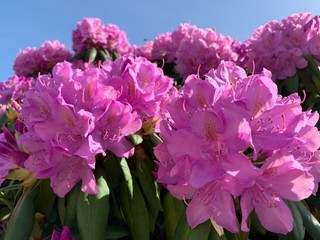 pink hydrangea flowers