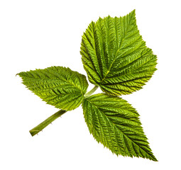 green raspberry garden leaves on a white background