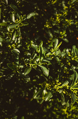 green leaves background