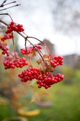 Red ripe bunches of viburnum berries hang on a tree branch, selective focus