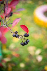 A branch of chokeberry hangs on a tree, selective focus