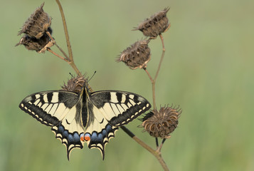 The Old World Swallowtail at dawn (Papilio machaon)