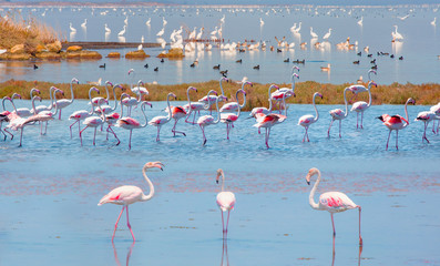 Manyas Bird Paradise National Park - Balikesir, Turkey