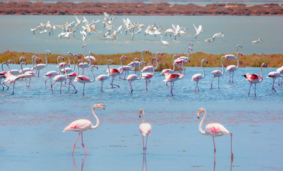 Manyas Bird Paradise National Park - Balikesir, Turkey