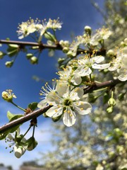 apple tree blossom