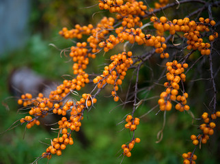 Ripe orange berries of sea-buckthorn berries hang on the branches of a tree, autumn berries,...