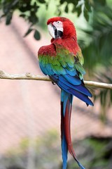 red and green macaw