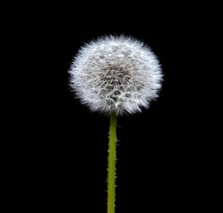 close-up of a single ripened fluffy blowball isolated on black background