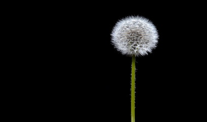 close-up of a single ripened fluffy dandelion isolated on black background