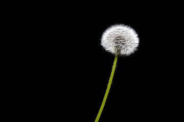 close-up of a single ripened fluffy dandelion isolated on black background