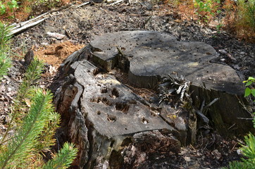 Stary spróchniały pień w lesie, zamieszkały przez owady © Ewa