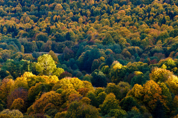 Aerial view with fall color forest and one tree highlighted by sunlight
