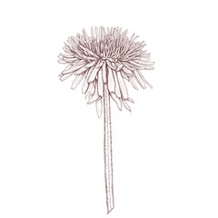 Brown dandelion vintage decoration 300 dpi digital illustration