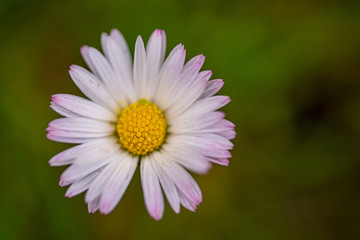 Obraz premium Daisy close up