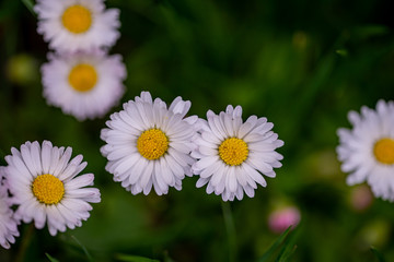 Fototapeta premium Daisy close up