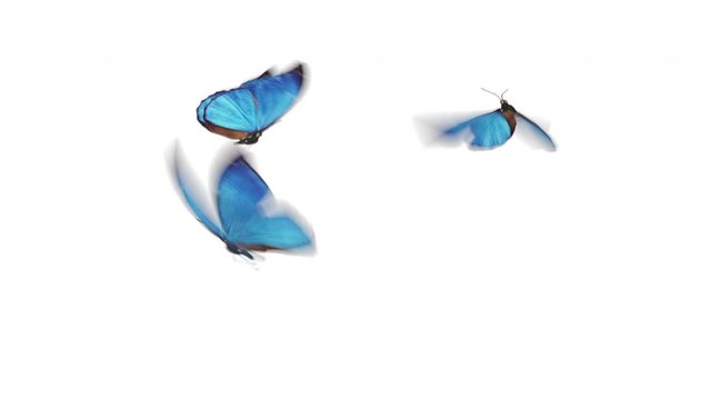 Beautiful Blue Colored Butterflies Morpho Menelaus Fly Close-up into the Frame from Behind Camera, Sit Down, Fly Away. White Green Backgrounds. Loop-able 3d Animation Alpha. 4k Ultra HD 3840x2160