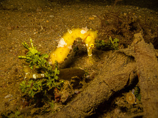 Yellow seahorse at a Puerto Galera reef in the Philippines