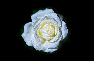 Close up beautiful white rose with water drops isolated black background