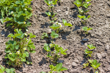 bed of blooming strawberries in garden