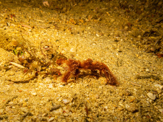 Orangutan crab (Achaeus japonicus) also known as a decorator crab in a sea anemone shot in a Puerto Galera reef, Philippines