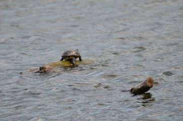 Turtle in the lake