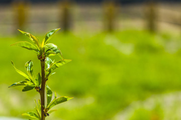 Obraz premium peach seedling grows on green background