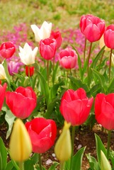 チューリップ